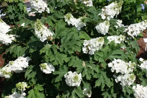 Hydrangea Oakleaf Jetstream