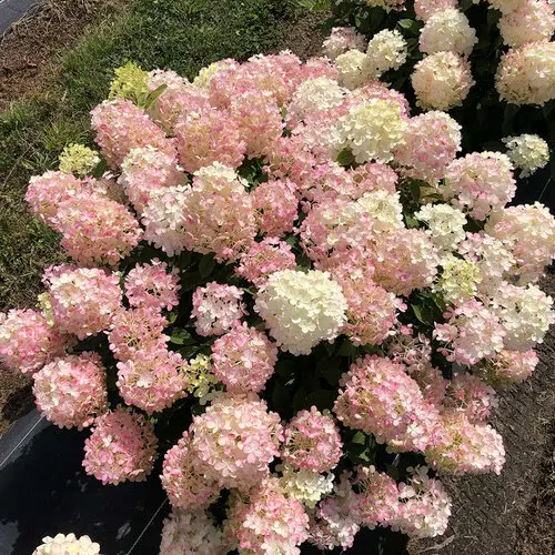 Hydrangea Fire Light Tidbit