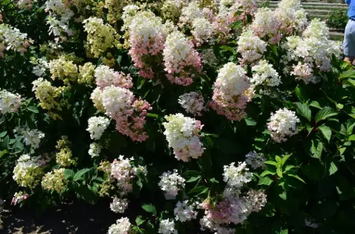 [1748602] Hydrangea Tickled Pink