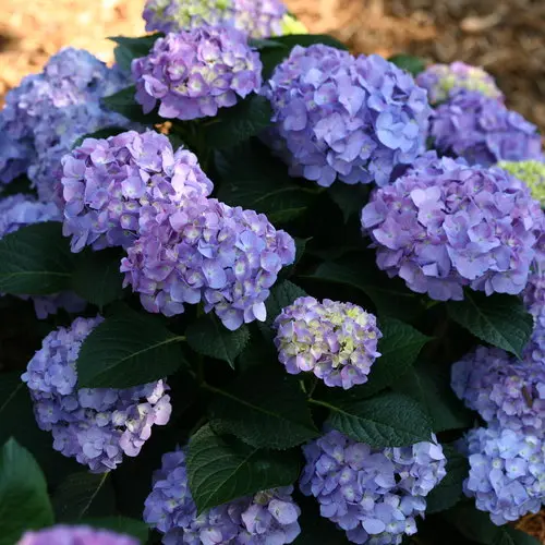 [1750603] Hydrangea Let's Dance Blue Jangles