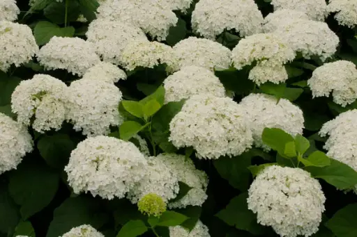 Hydrangea Smooth Annabelle