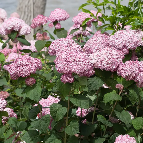 [1759603] Hydrangea Smooth Incrediball Blush