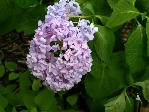 Hydrangea Bigleaf Endless Summer