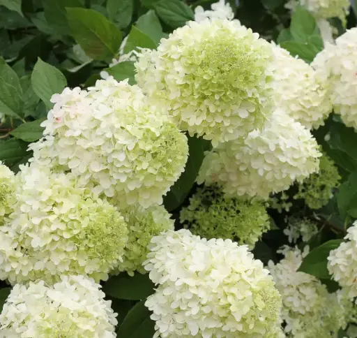 Hydrangea Limelight
