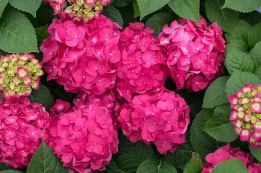 Hydrangea Bigleaf Summer Crush