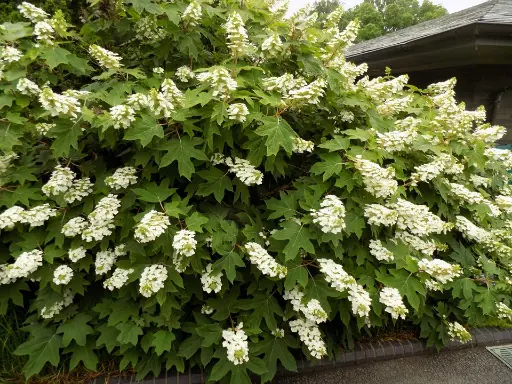 [1770603] Hydrangea Oakleaf Pee Wee