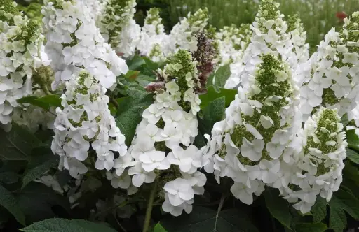 [1778603] Hydrangea Oakleaf Ruby Slippers