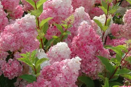 [1782603] Hydrangea Vanilla Strawberry