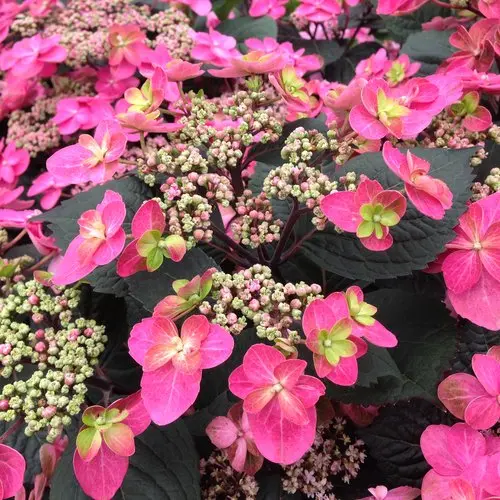 Hydrangea Tuff Stuff Red