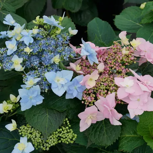 [1789602] Hydrangea Tuff Stuff Ah Ha