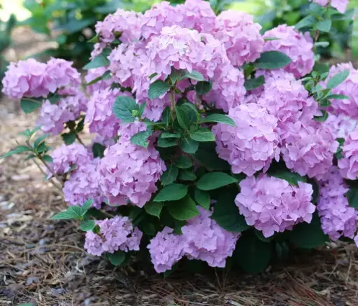 [1792601] Hydrangea Bigleaf Let's Dance Sky View