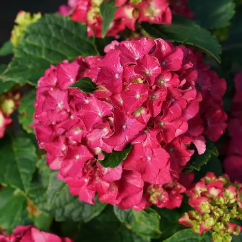 [1793603] Hydrangea Wee Bit Grumpy