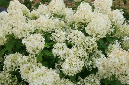 Hydrangea Puffer Fish