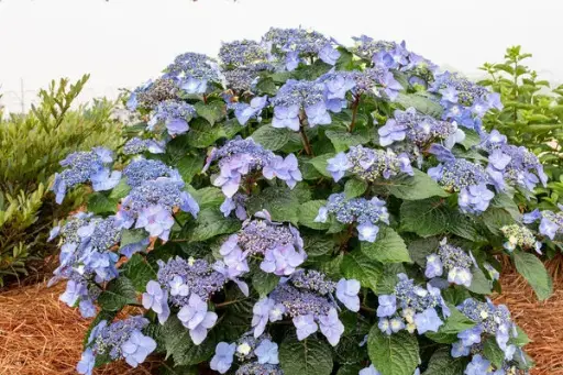 Hydrangea Bigleaf Pop Star