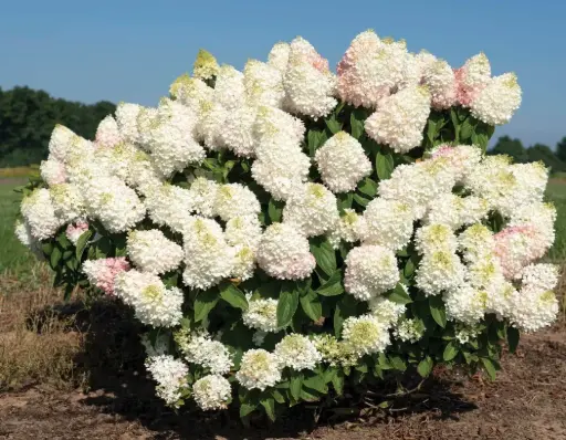 [1800603] Hydrangea Sweet Starlight