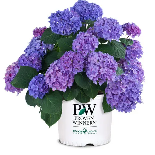 [1801603] Hydrangea Bigleaf Let's Dance Rhythmic Blue
