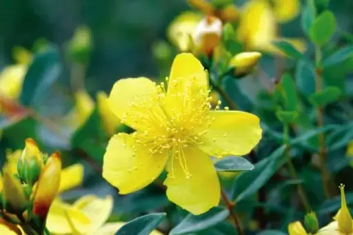 [1807603] Hypericum Sunburst