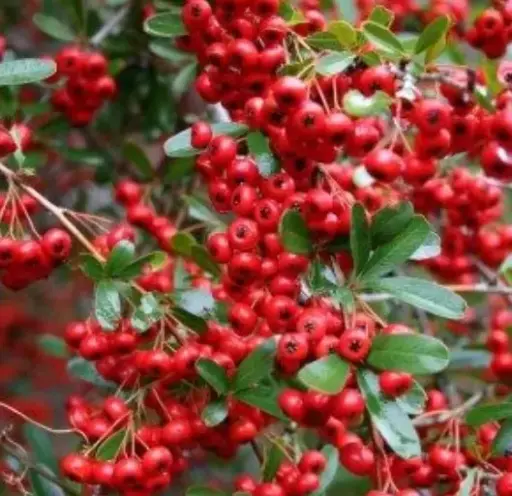 [1817603] Firethorn Gnome