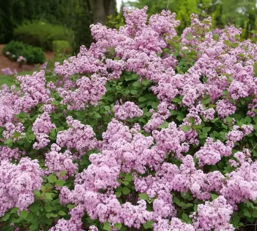 Lilac Bloomerang Purpink