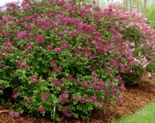 Lilac Bloomerang Dark Purple