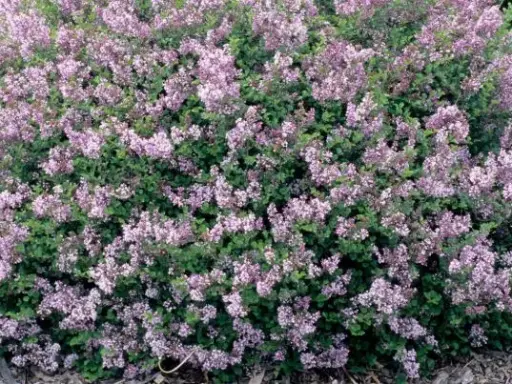 Lilac Dwarf Korean