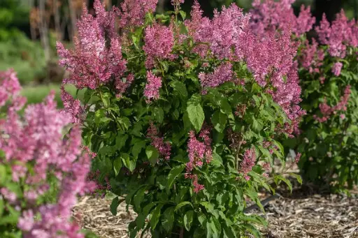 [1830603] Lilac Pinktini FE