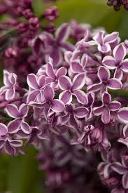 [1862603] Lilac Sensation
