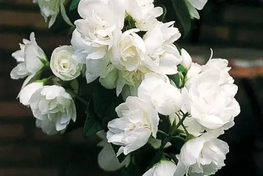 [1932602] Mockorange Snow White