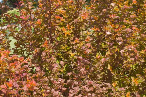 Ninebark Amber Jubilee