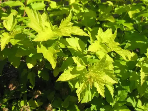 [1950603] Ninebark Lemon Candy