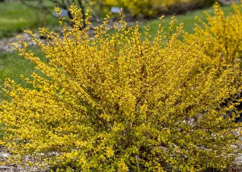 Ninebark Lucky Devil