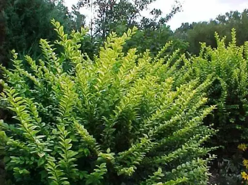 [1993605] Privet Golden Vicary