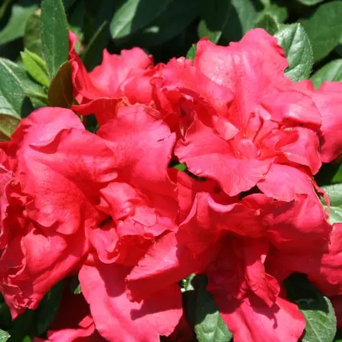 Azalea Red Bloom-a-Thon