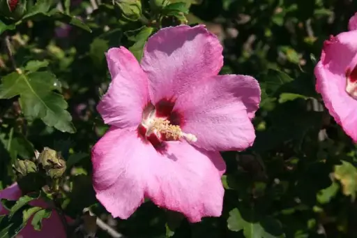 [2030602] Rose of Sharon Aphrodite