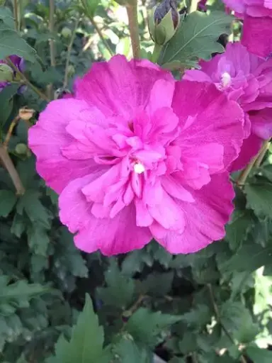 Rose of Sharon Raspberry Smoothie