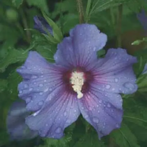 [2036603] Rose of Sharon Azurri Blu Satin