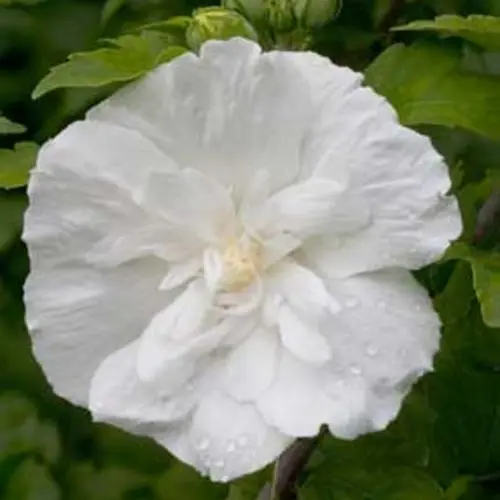 [2047603] Rose of Sharon White Chiffon