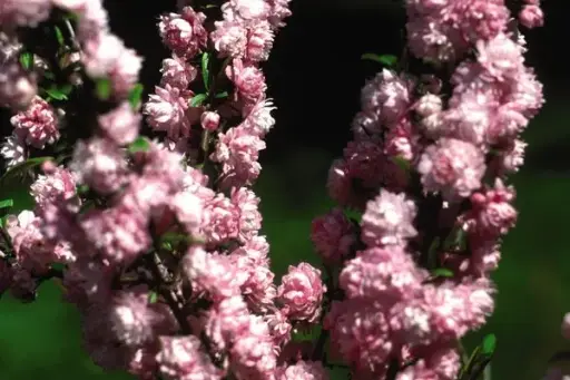 Almond Pink Flowering