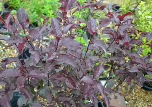[2052605] Sandcherry Purpleleaf