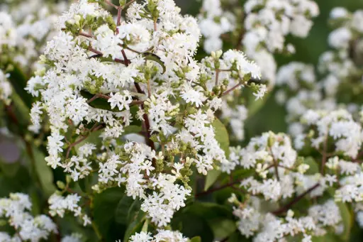 Seven Sons Shrub Tianshan