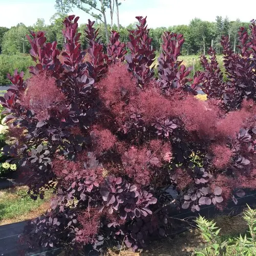 Smokebush Winecraft Black