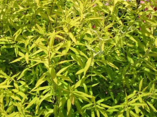 [2096603] Spirea Ogon