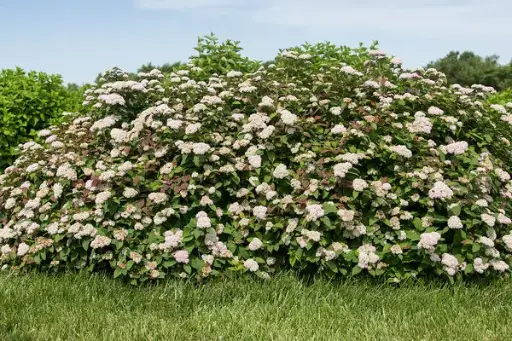 [2117602] Spirea Spot On FE