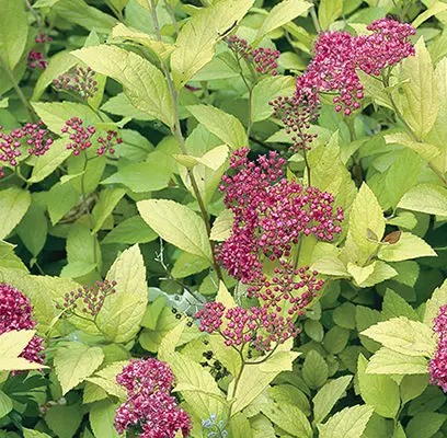 Spirea Goldmound