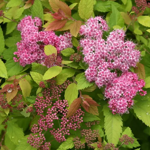 [2125603] Spirea Double Play Big Bang