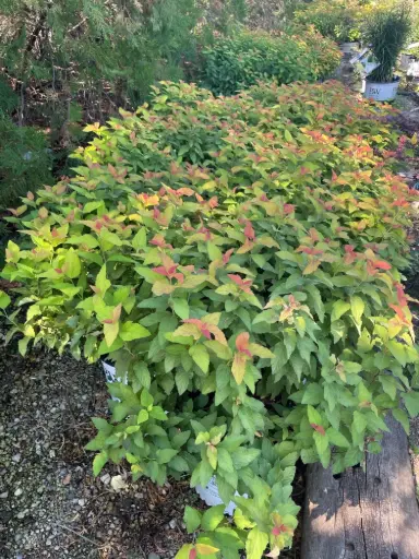 Spirea Double Play Candy Corn