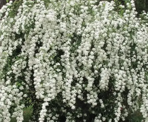 Spirea Renaissance
