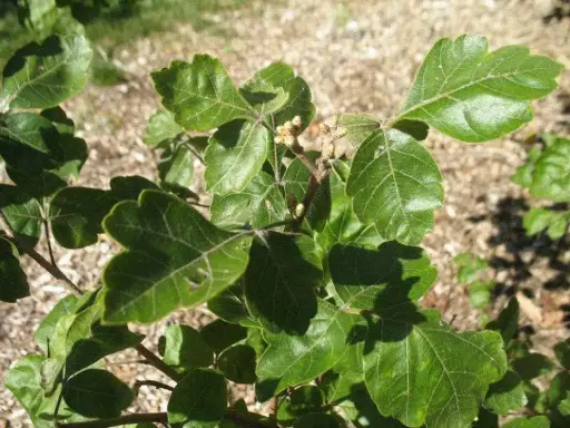 [2172605] Sumac Fragrant