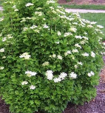 [2208605] Viburnum Alfredo