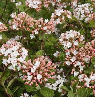 [2209602] Viburnum Spice Island